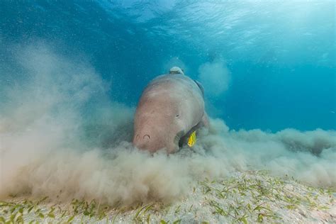 Dugong dugong dugon or seacow in the Red Sea. #6 Photograph by Stephan ...