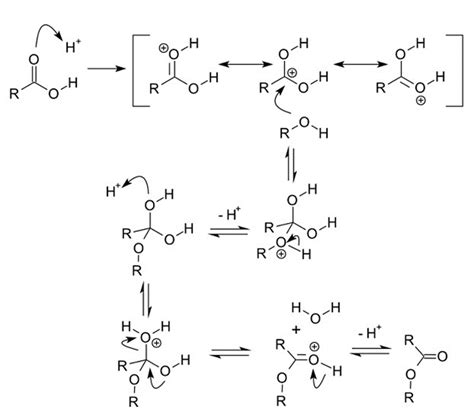 Ester Bond Structure: Detailed Explanations – Lambda Geeks