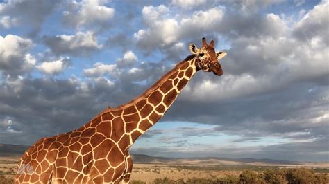 The Animals of Kenya - NBC News