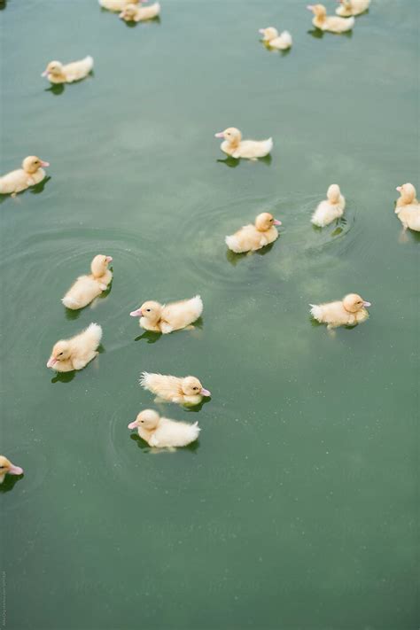 "Ducklings Swimming In A Pond" by Stocksy Contributor "Alita ." - Stocksy