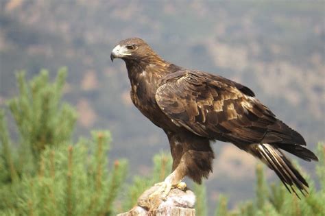 Fortalecen acciones para la conservación del águila real mexicana