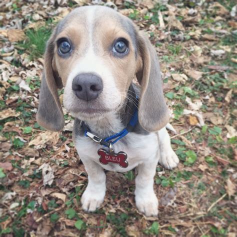 Happy Bleu Year! | Blue beagle, Beagle puppy, Beagle dog