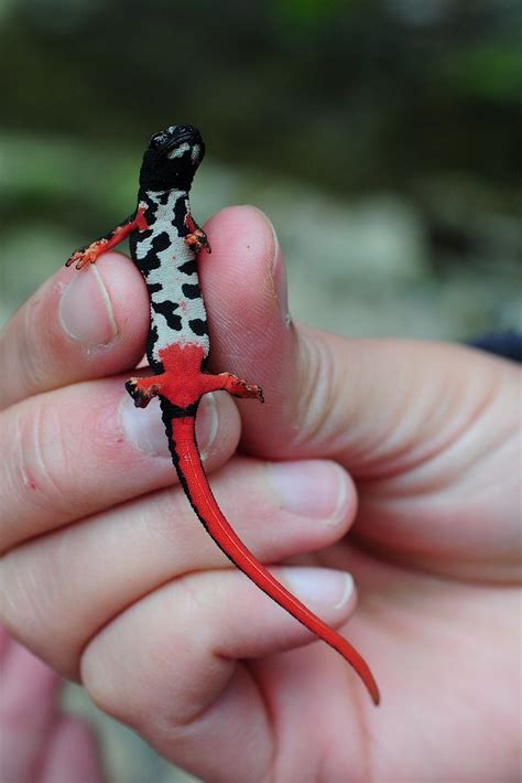 Salamandrina perspicillata | spectacled salamander | Flickr