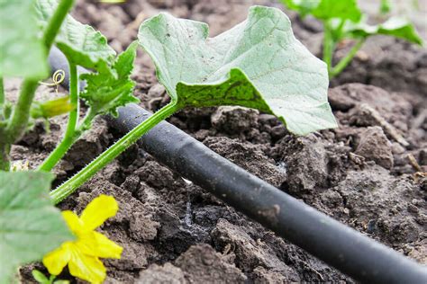 Vegetable Gardening for Beginners: The Basics of Planting: Vegetable Garden Drip Irrigation ...