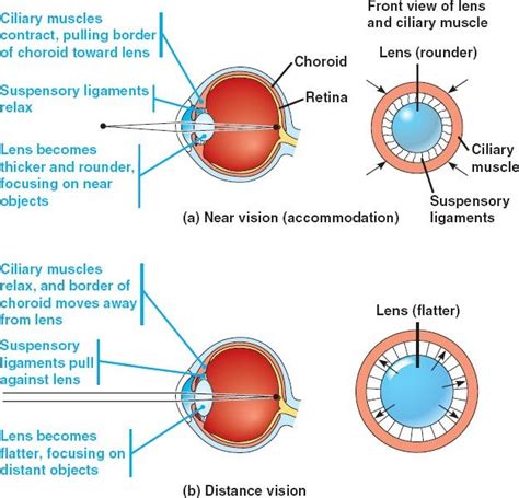 ciliary muscle - Google Search More British Dictionary, Collins English Dictionary, Medical ...