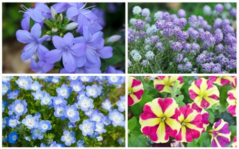 18 Annual Plants that Grow in Partial Shade - Garden Lovers Club