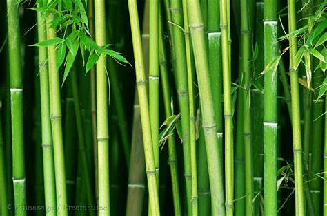 Cultivation and uses of Bamboo in China