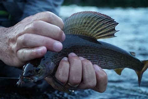 Arctic Grayling - The New Fly Fisher