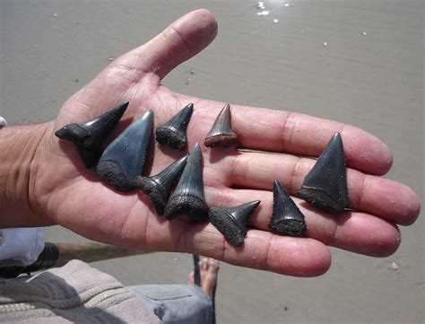 Find Shark Teeth In Cherry Grove Beach • Visit Cherry Grove