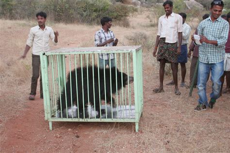 Rescue and Release of a Sloth Bear – Karuna Society for Animals and Nature