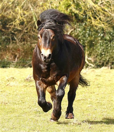 An Exmoor pony that was branded and left for dead as a foal has been trained into a world ...