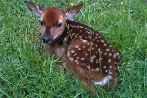 Fairfax County wants you to leave baby deer alone - WTOP News