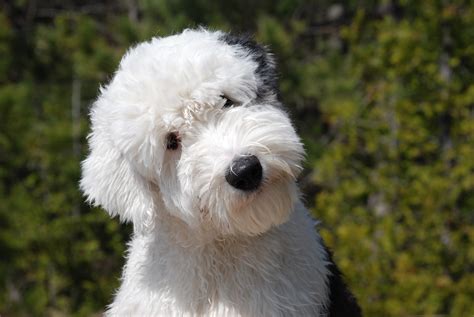 Old English Sheepdog Symbolism, Old English Sheepdog Meaning, Old English Sheepdog Totem, Old ...