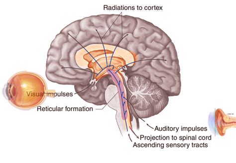 Reticular Formation