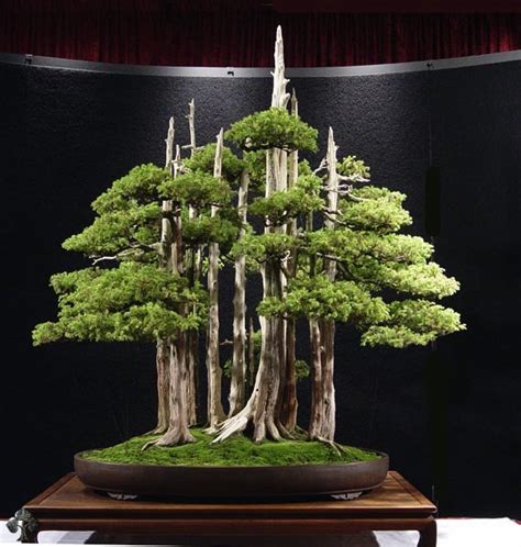 Pix Grove: Greatest Bonsai Trees