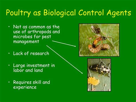 PPT - Poultry for Pest Management PowerPoint Presentation - ID:552977