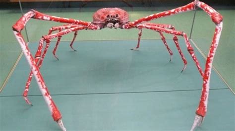 Giant Japanese Spider Crabs Can Grow Bigger Than People