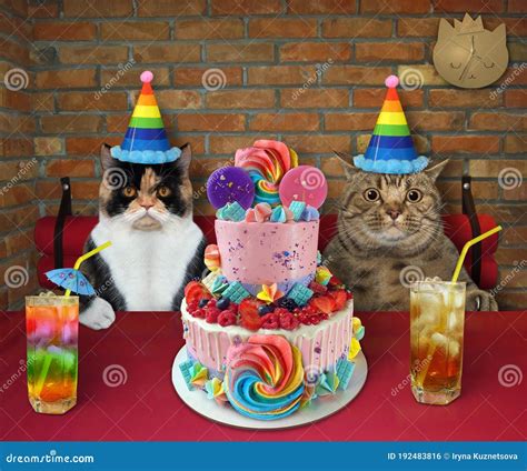 Cats Eat Two Tiered Cake in Restaurant Stock Photo - Image of juice ...