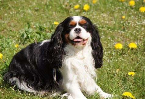 How Much Does a Cavalier King Charles Spaniel Cost? 2024 Price Guide | Hepper