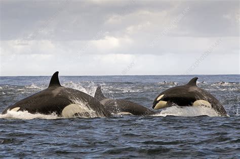 Orca pod hunting Common dolphin at surface - Stock Image - C042/8642 - Science Photo Library