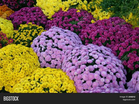 Chrysanthemum Color Image & Photo (Free Trial) | Bigstock