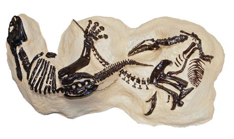 'Dueling' dinosaur skeletons could fetch $9 million at auction - Los Angeles Times