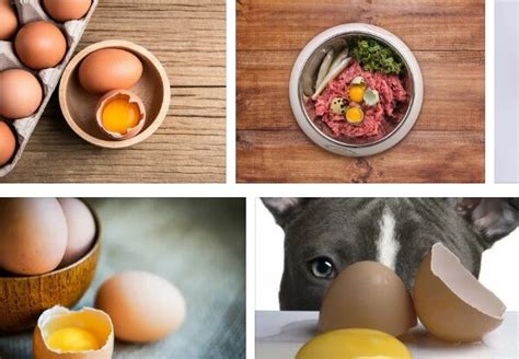 Cracked Raw Egg Over Dog Food Benefits - Raw Egg in Dry Dog Food