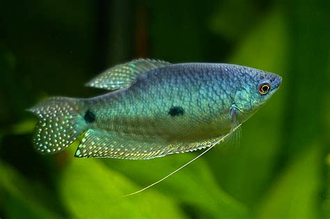 Aquarium fish Family Labyrinth(Belontiidae): Betta, Gourami(Trichopsis ...