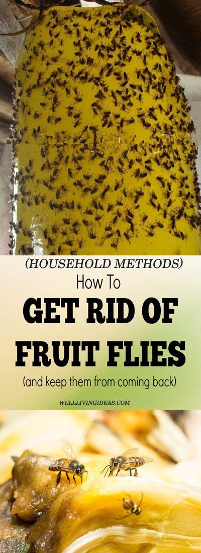 10 Best Household Ways to Getting Rid of Fruit Fly Infestation - How do you keep away those tiny ...