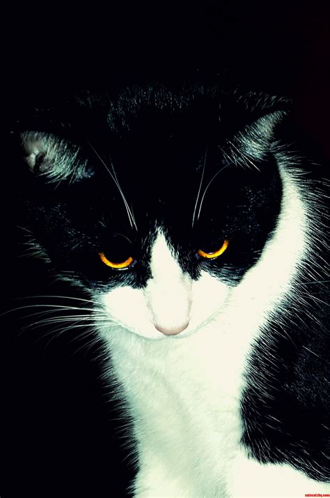 The eyes of a predator | Cute cats HQ - Pictures of cute cats and kittens Free pictures of funny ...