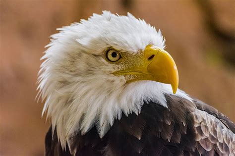 Why Is The Bald Eagle The National Bird Of The USA? | Bird Spot