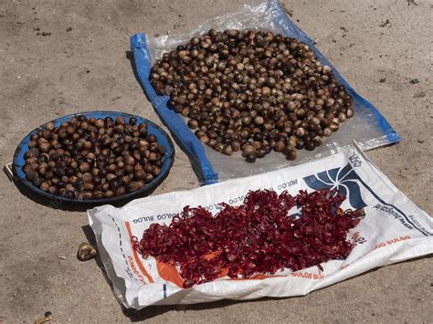 Nutmeg and mace - Stock Image - C046/8666 - Science Photo Library