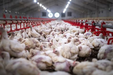 A Huge New Chicken CAFO in West Virginia Has Stoked Community ...