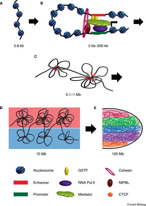 Chromatin: Current Biology