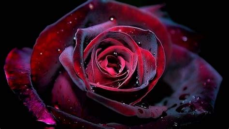 Gothic Roses Wallpapers - Top Free Gothic Roses Backgrounds ...