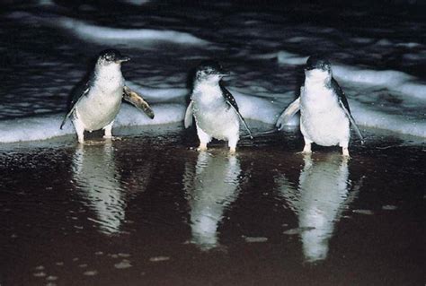 Fairy Penguin « Australian Animals