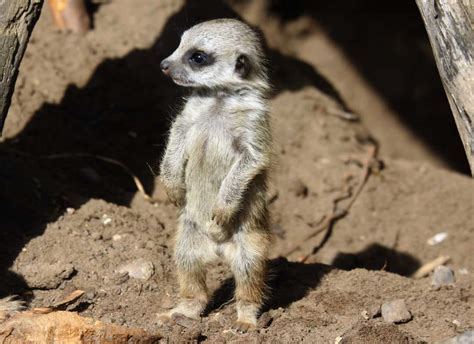 Meerkat Facts For Kids & Adults: Pictures, Video & In-Depth Information.