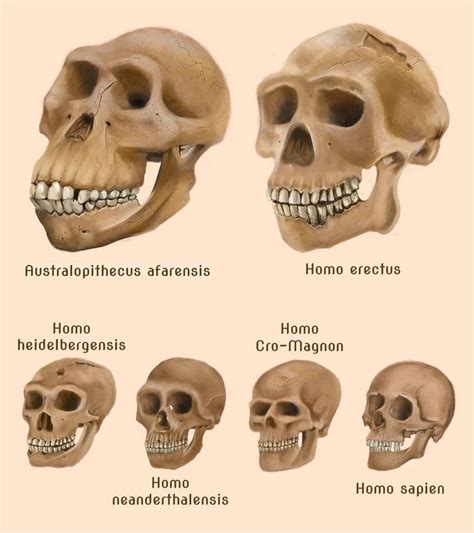 Pin by Maria Antonia on evoluzione uomo | Human evolution, Prehistory, Forensic anthropology