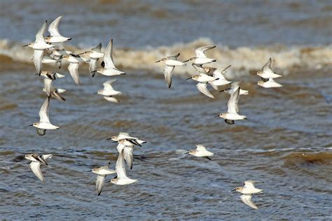 Dunlin Flock | A flock of dunlin flying past Hoylake shore. … | Flickr