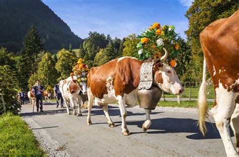 Autumnal traditional events in Switzerland | Switzerland, Traditional, Event