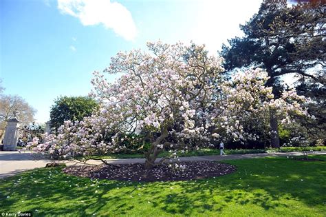 Janaki Ammal | History of science, Kew gardens, Cool pictures