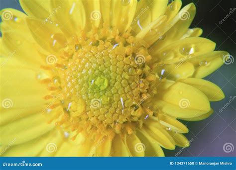 Closeup of Beautiful Yellow Flower,macro Photography,dew Drops or Water Drops on Flower Stock ...