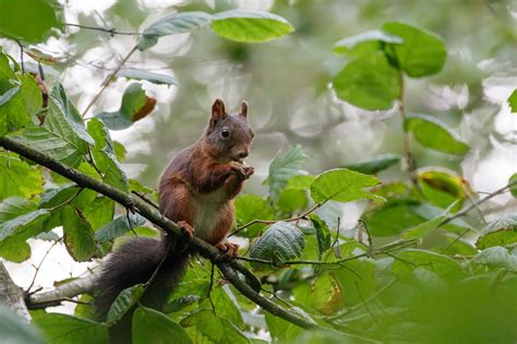 Squirrel Eating Hazelnut | Squirrel, Red squirrel, Animals