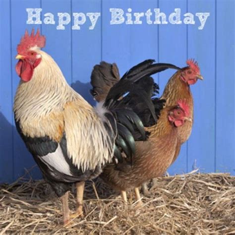 Happy Birthday Chicken Meme Captions Energy - vrogue.co