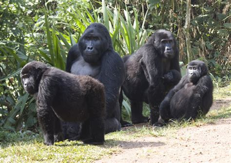 Types of Gorillas in Africa - The Different Kinds and Species of Gorillas