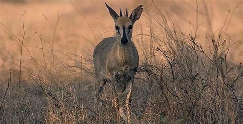 Images of Common Duiker - African Mammals Guide