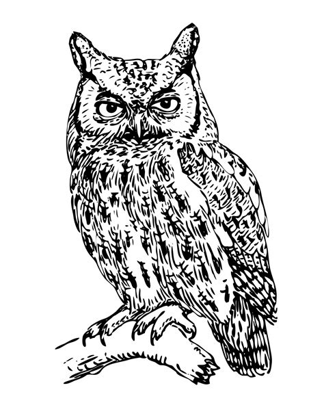 Owl Illustration Clipart Free Stock Photo - Public Domain Pictures