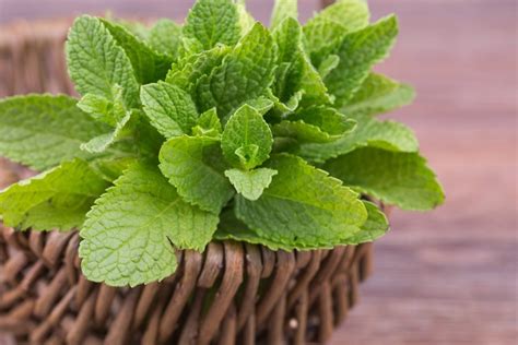 13 Amazing Health Benefits of Mint Leaves - Natural Food Series
