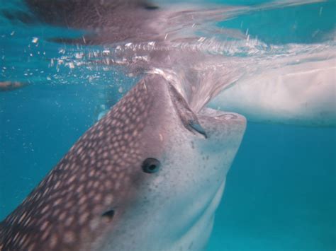 Swimming with Whale Sharks in The Philippines - Oslob and Donsol ...