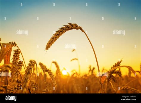 golden harvest and sunset over field Stock Photo - Alamy